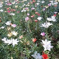 朝、ユリの花を見に散策してみてはいかがでしょう。