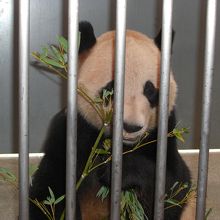 めちゃかわいい