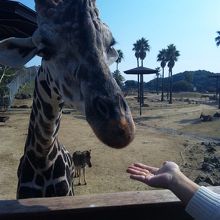 きりん・・近っ！