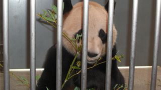 パンダに大接近