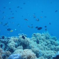シラデンピアはピキピキ珊瑚のシュノーケリング天国！