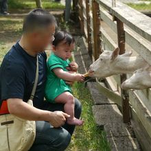 ヤギに餌やり