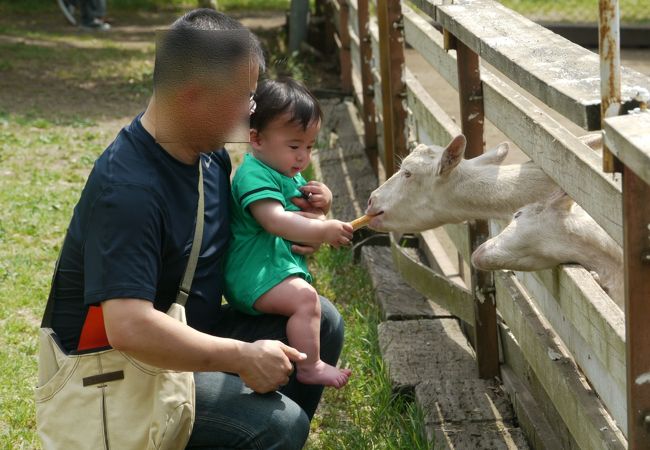 ヤギに餌やり