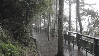 朝の散歩に最適な歩行者路