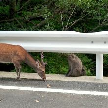 屋久鹿と屋久猿の接近