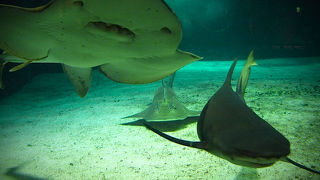鮫で感動できる水族館