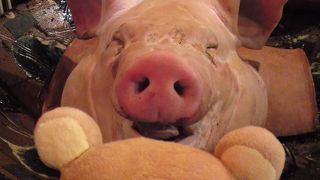 多数のクーポンが利用出来る沖縄居酒屋です