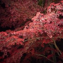 参道の紅葉のライトアップ