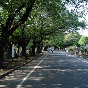 寛永寺や天王寺の墓地などが入り組んで形が複雑な谷中霊園、谷中散策の巻