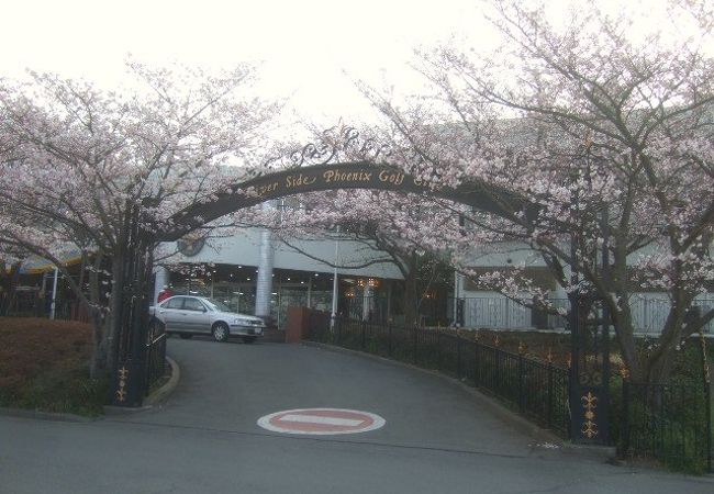 桜が咲いてました