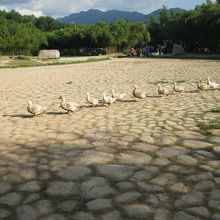 アヒルや鶏が放し飼い