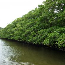 マングローブの流域をさかのぼります