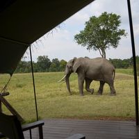 ゾウがテントのそばまで遊びに来る事も･･･