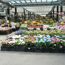 東海地区最大級の「花市場」