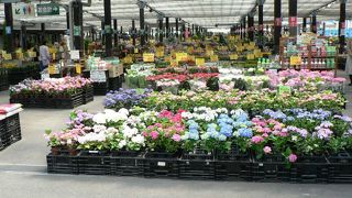 東海地区最大級の「花市場」がある、なばなの里