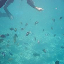 シュノーケルでもたくさんの魚と泳げます