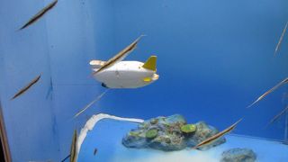 ただより高いものは無し！焼き栗売に注意