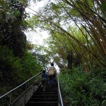 樹木のトンネルが続く通路