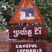 象の道で帰ったら平坦。踏まれないように