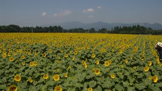 津南のひまわり