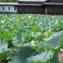 宝物館よこ初沢の池・古代蓮