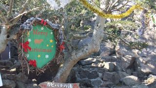 【伊豆シャボテン公園】家族愛あふれるカピバラ一家