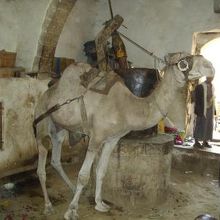 ごま油を絞るラクダ