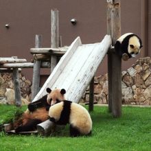 双子のパンダ＋お母さんが展示されてます