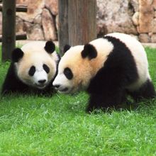 双子パンダかわいすぎ