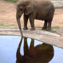 ゾウもたくさんいます