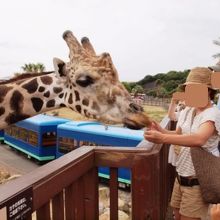 キリンも餌をあげられます