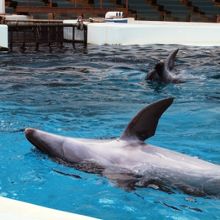 イルカを近くで見ることもできます