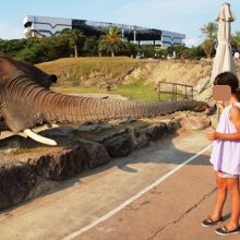 ゾウにも餌をあげることができます