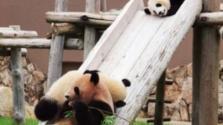 動物園の楽しさと水族館の楽しさと遊園地の楽しみが味わえます。