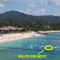 ニモがいるポイントです。詳しくは私のホームページ旅行記内に有