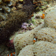 カクレクマノミ