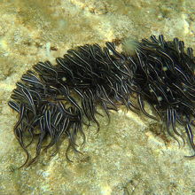 ゴンズイ　毒針持っています。