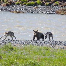 グリズリーベアvsハイイロオオカミ