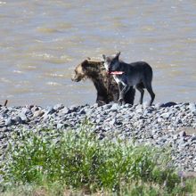 エルクの肉を奪ったオオカミ