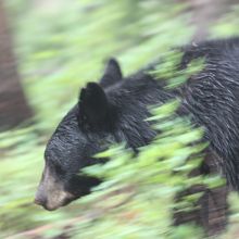 ブラックベア