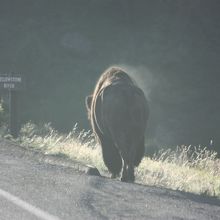 路肩を歩くバイソン