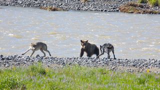ラマーバレーで奇跡の出会い