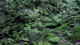 屋久島に行くなら、まずは白谷雲水峡へ！