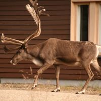 アパートの前にやってきたトナカイ。動物と共存