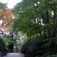 紅葉がとてもきれいです。