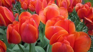 満開のチューリップに圧倒されます! 