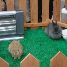 うさぎと触れ合えるイベント。一番混んでいました。