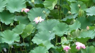 桜の季節に行ってくださいね