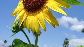 近場、大阪でひまわり♪