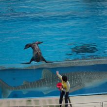 アクアミュージアムのショー 